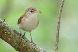 Слика од Troglodytes aedon mesoleucus (Sclater & PL 1876)