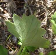 Image of Cineraria lobata subsp. lobata