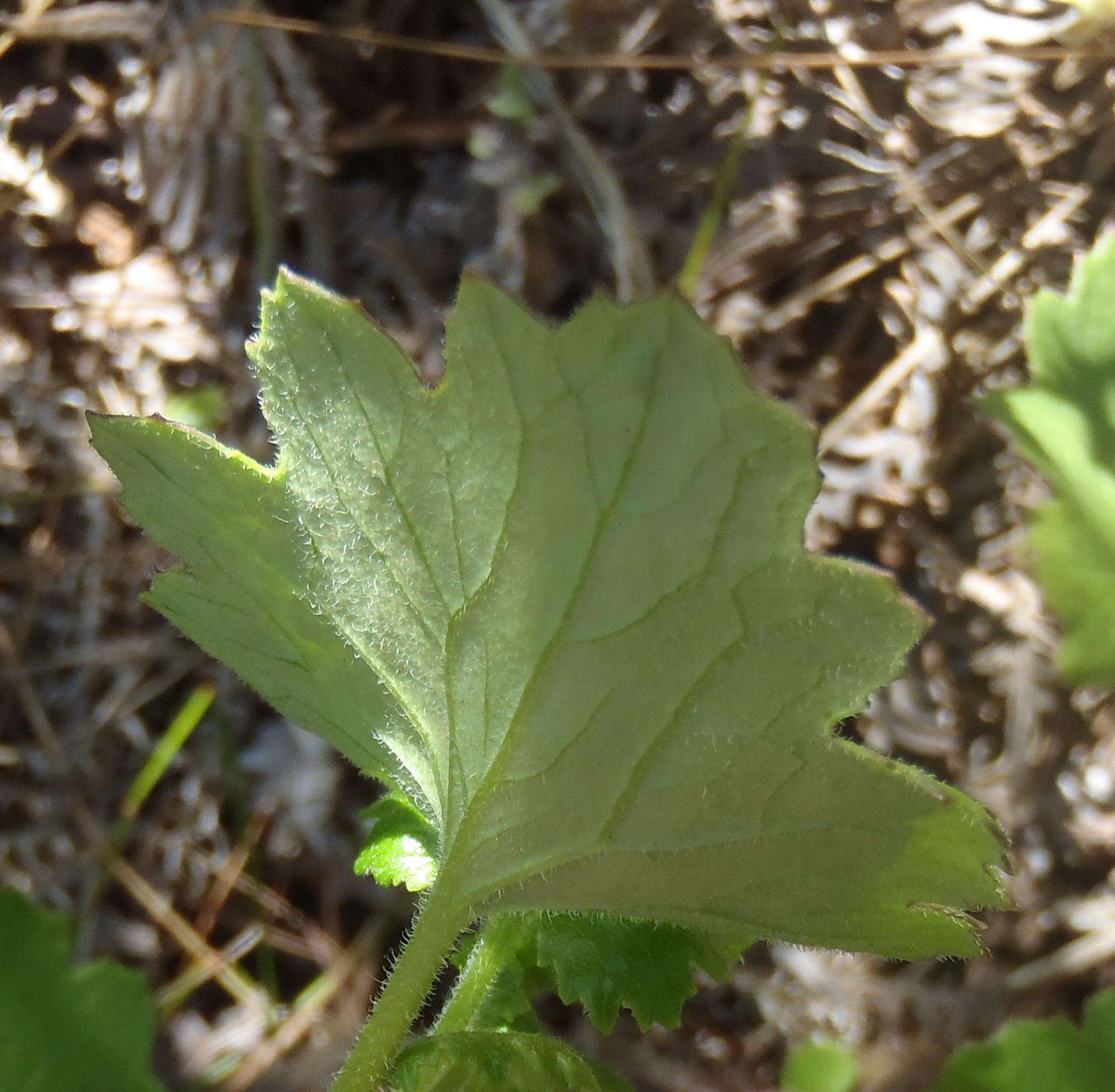 Image of Cineraria lobata subsp. lobata