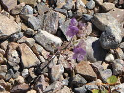 Image of Death Valley phacelia