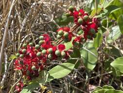 Image of Ochna leptoclada Oliv.