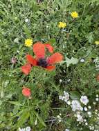 Image of Prickly Poppy