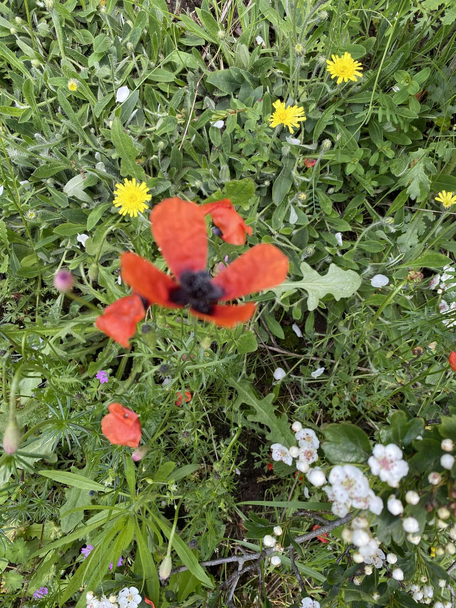 Image of Prickly Poppy