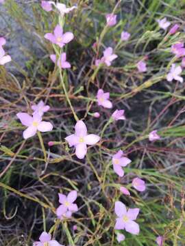 Image of Lachnaea uniflora (L.) Cr.