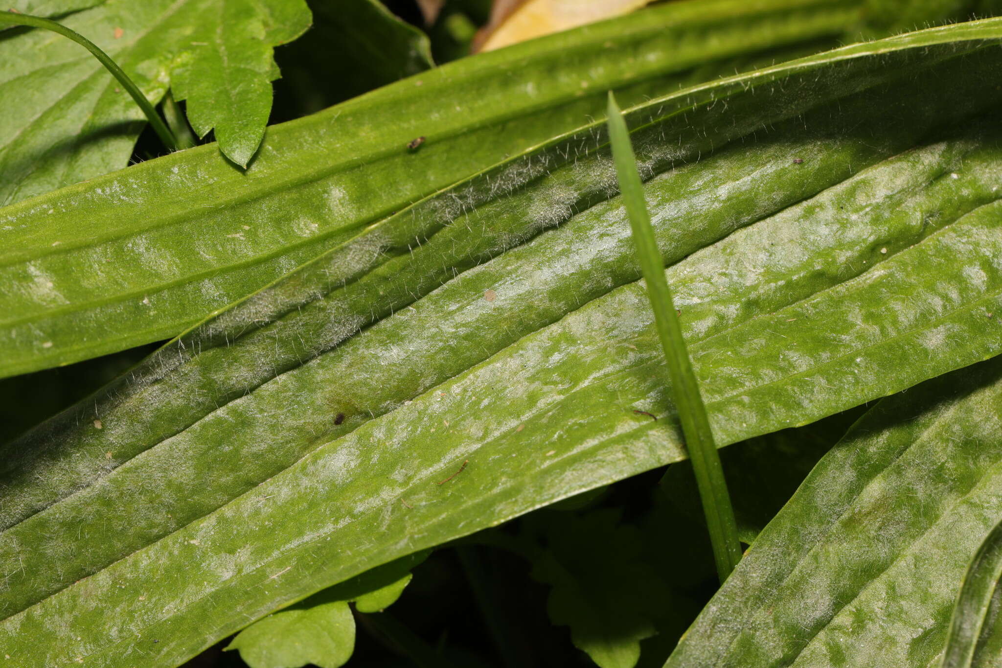 صورة Golovinomyces sordidus (L. Junell) V. P. Heluta 1988