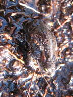 Image of Rose’s Mountain Toadlet