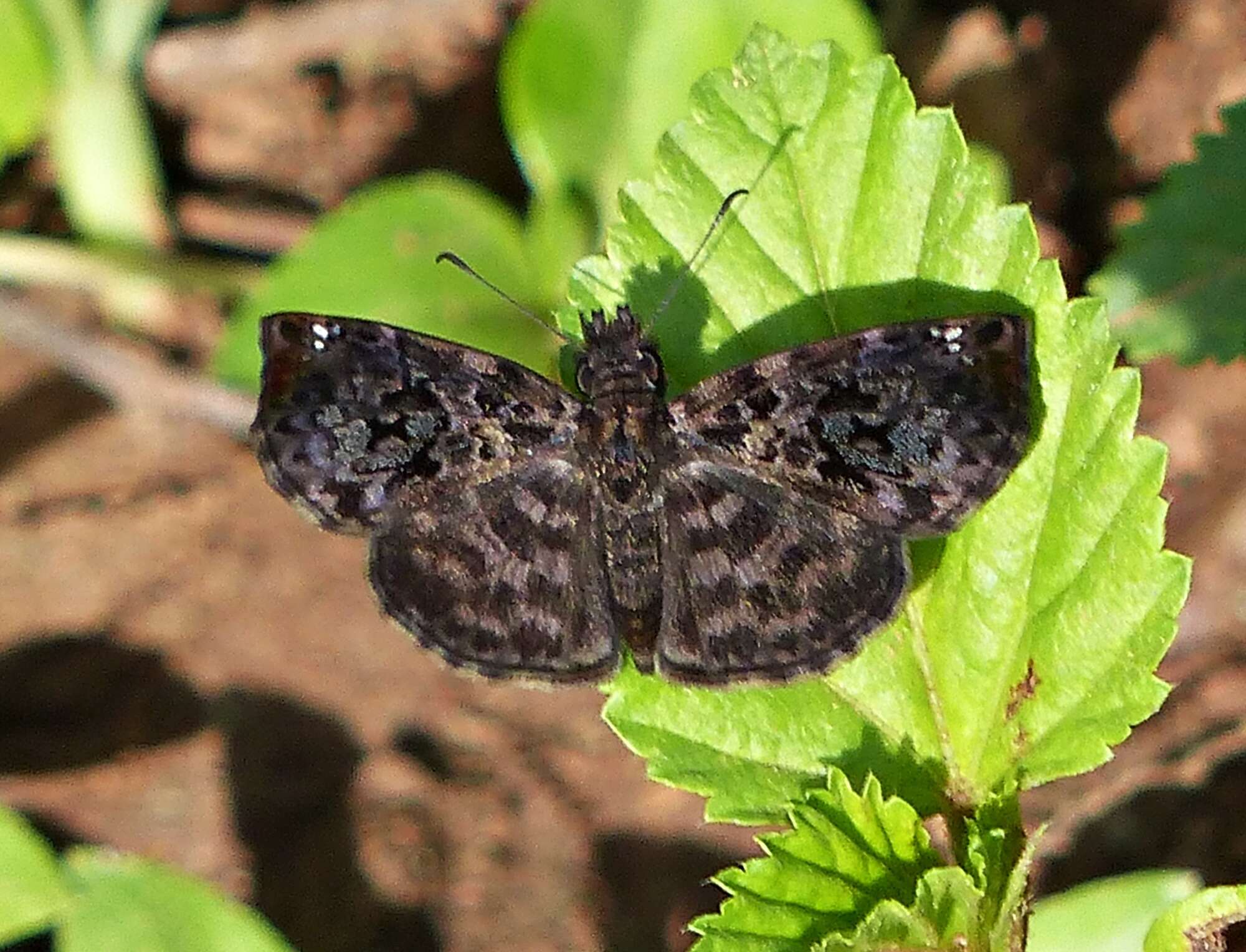 Image of Gorgythion beggina escalophoides Hayward 1941