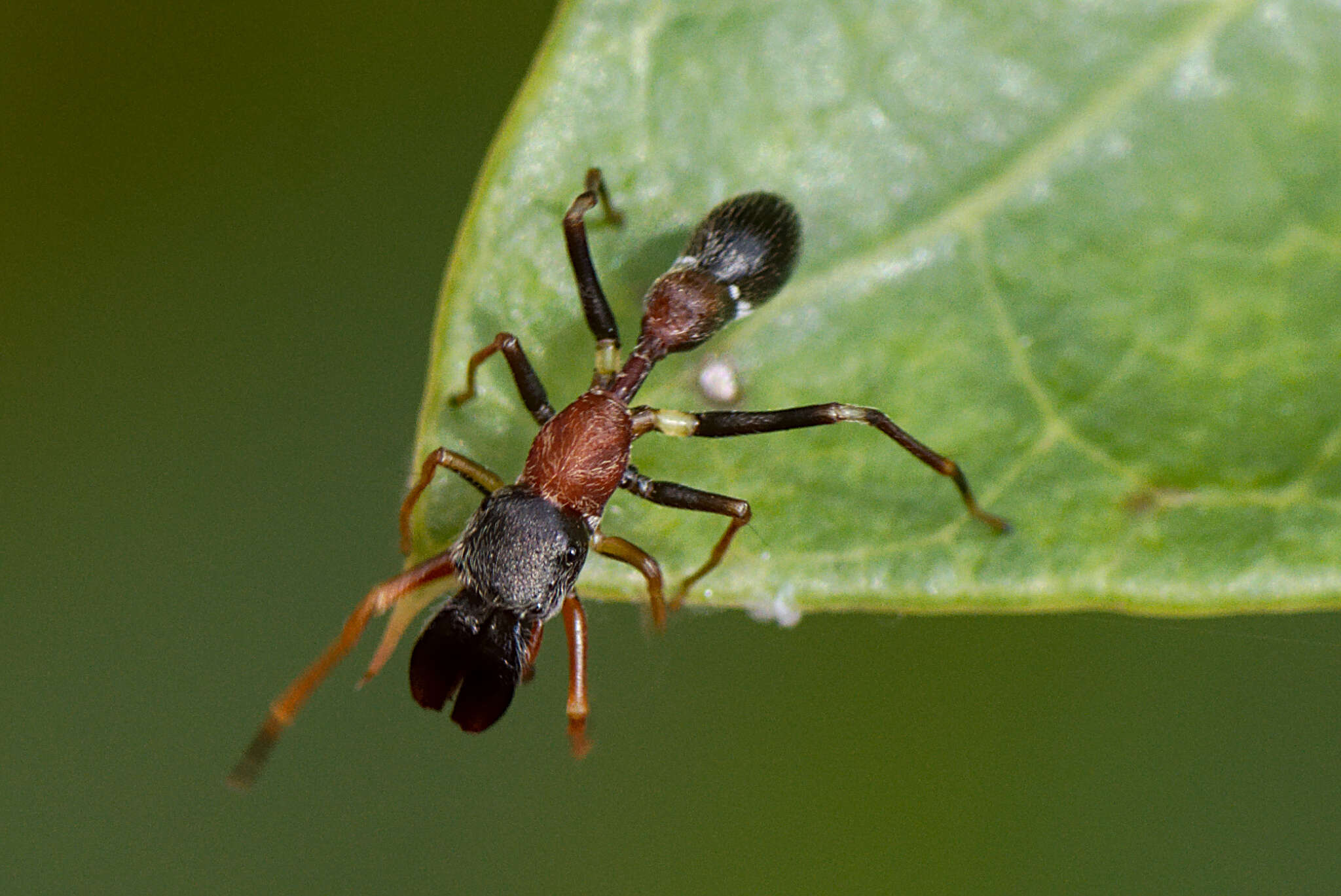 Myrmarachne melanocephala MacLeay 1839 resmi