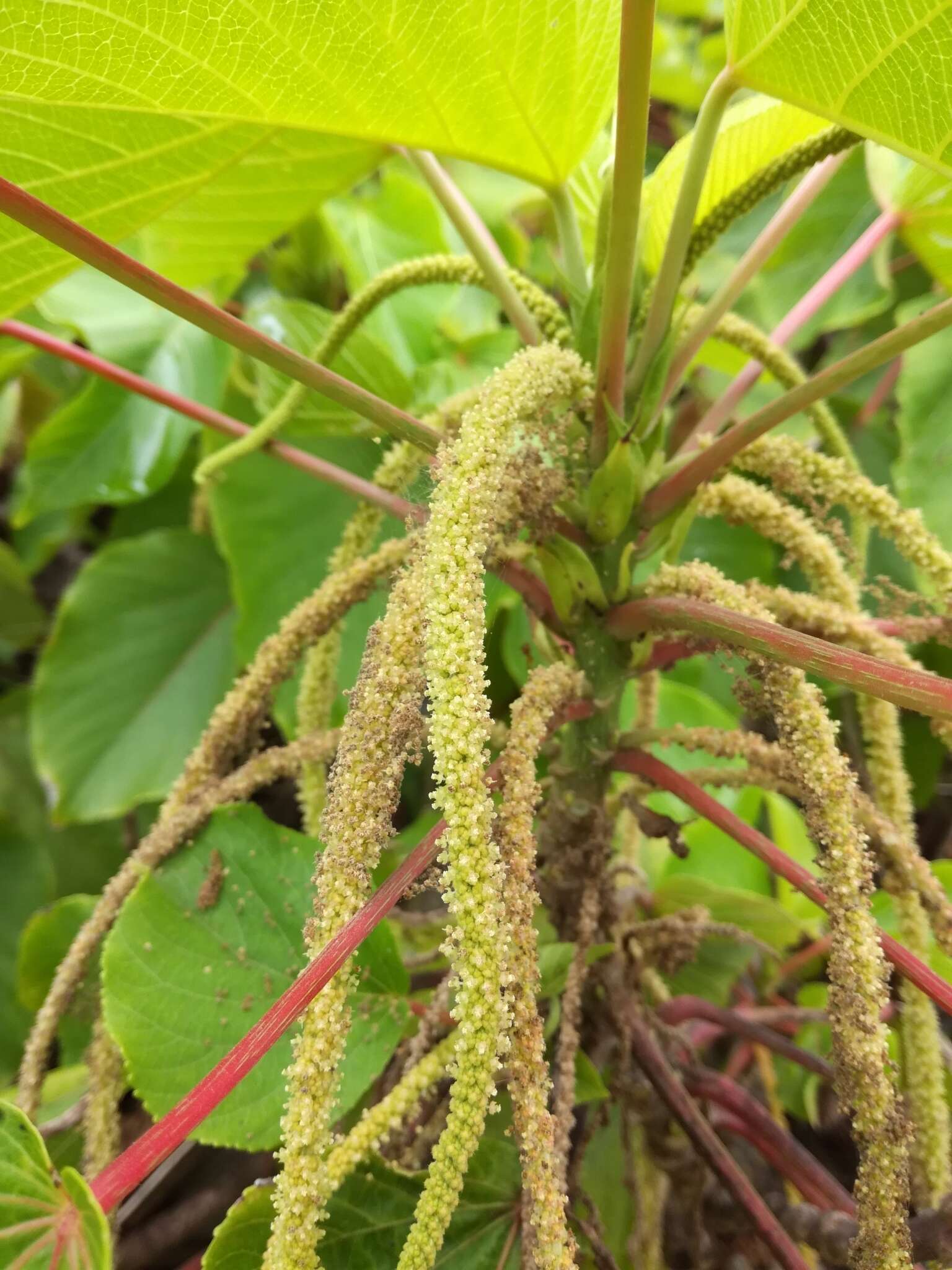 Image de Acalypha grandibracteata Merr.