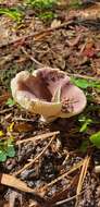 Image of Russula betularum Hora 1960