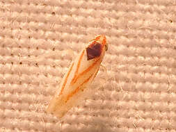 Image of Erythridula noeva (Gillette 1898)