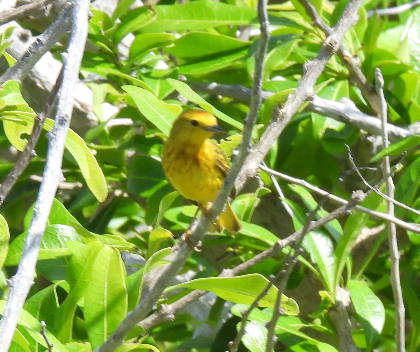 Image of Setophaga petechia rufivertex (Ridgway 1885)