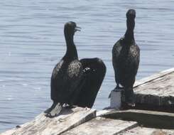 Plancia ëd Phalacrocorax sulcirostris (Brandt & JF 1837)