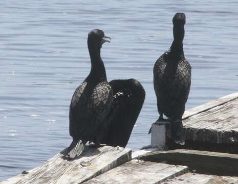 Image of Little Black Cormorant