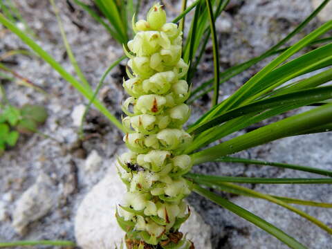 Image of Satyrium bicallosum Thunb.