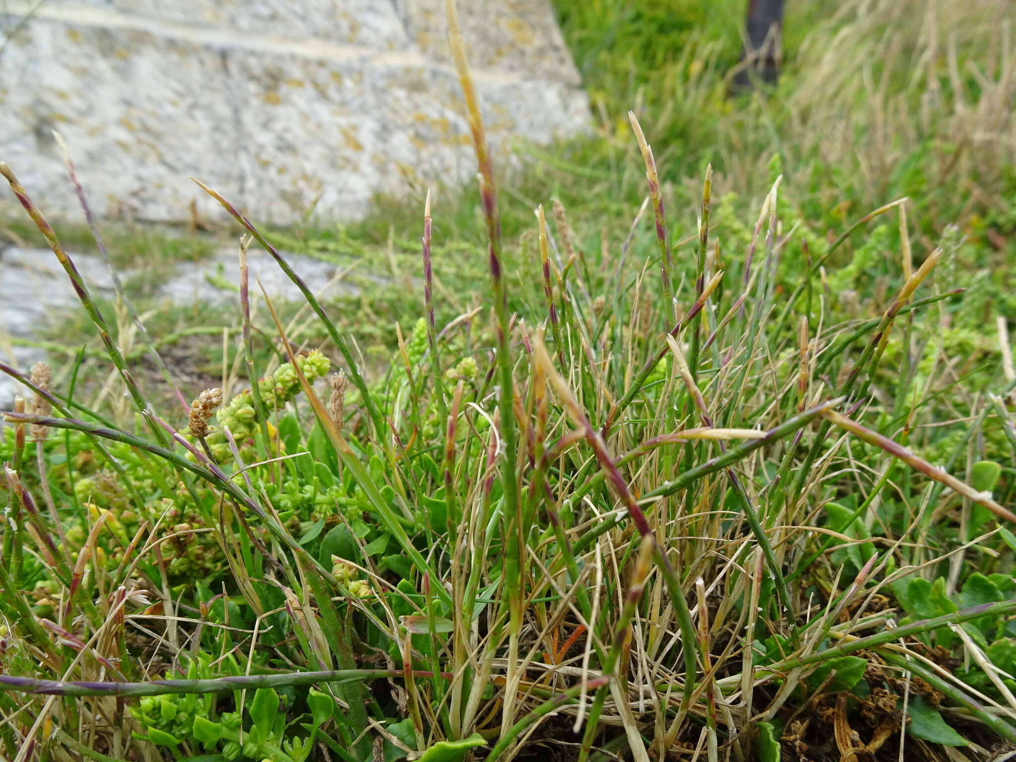 Image of sea hard-grass