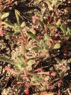 Image of Ben Lomond spineflower