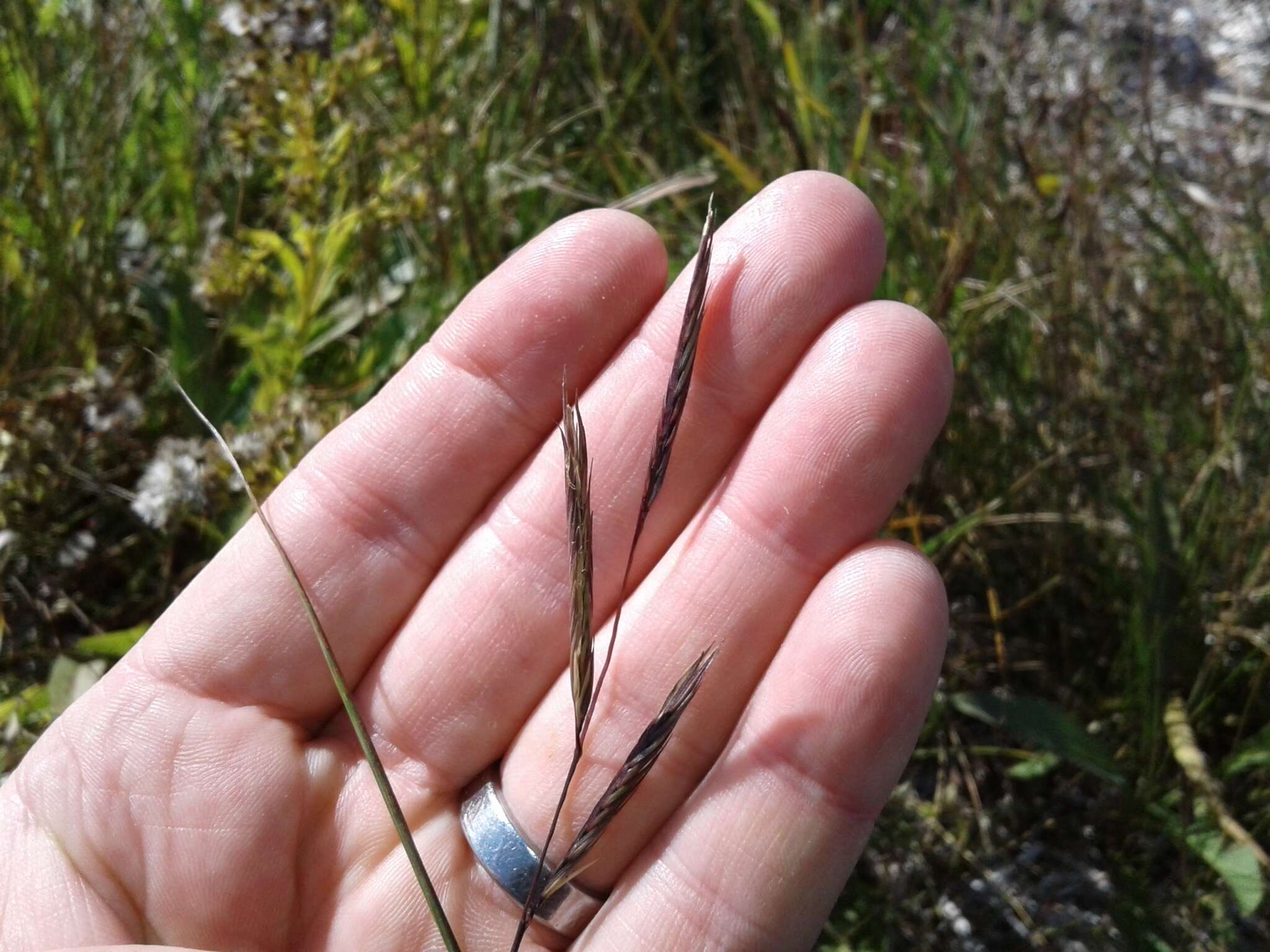 Image of saltmeadow cordgrass