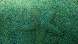 Image of Sand star