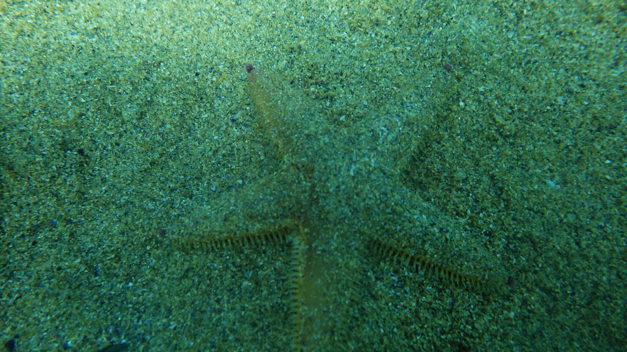 Image of Sand star