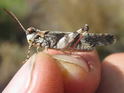 Trimerotropis cincta (Thomas & C. 1870) resmi