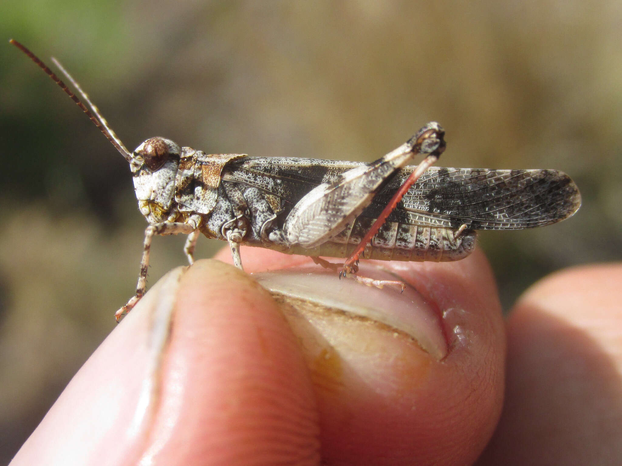 Image of Trimerotropis cincta (Thomas & C. 1870)