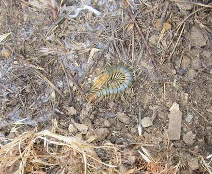 Image of Common Desert Centipede