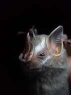 Image of Dwarf Fruit-eating Bat