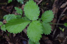 Image of Aremonia agrimonoides (L.) DC.