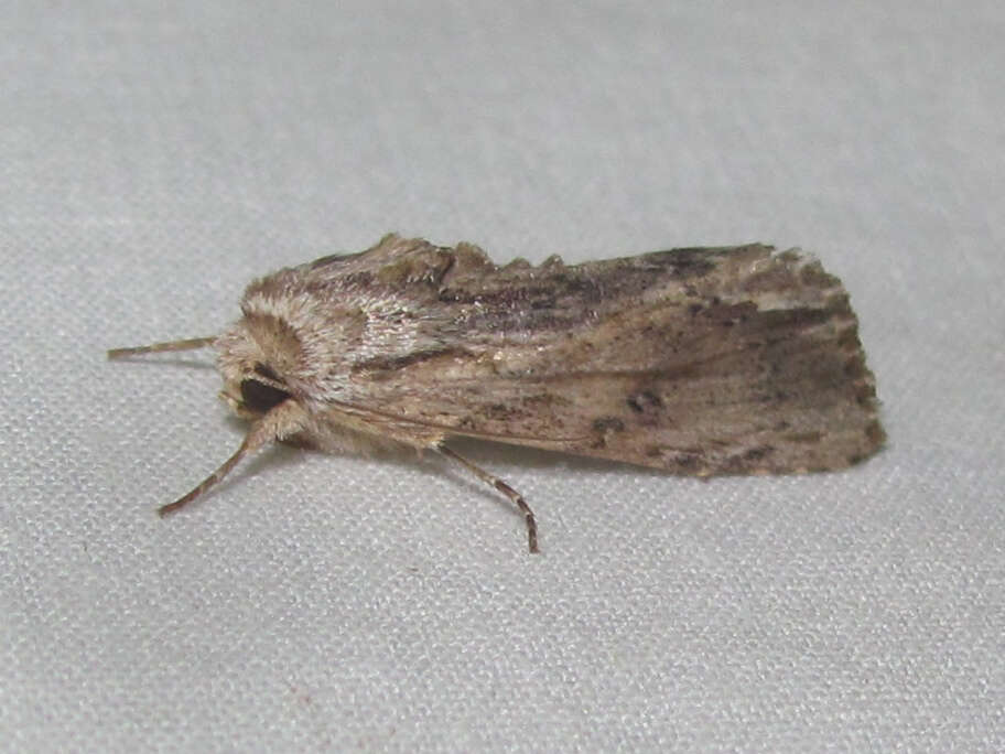 Image of Southern Armyworm Moth