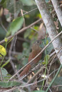 Image of White-lored Spinetail