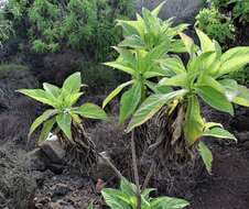 Image de Scalesia affinis subsp. affinis