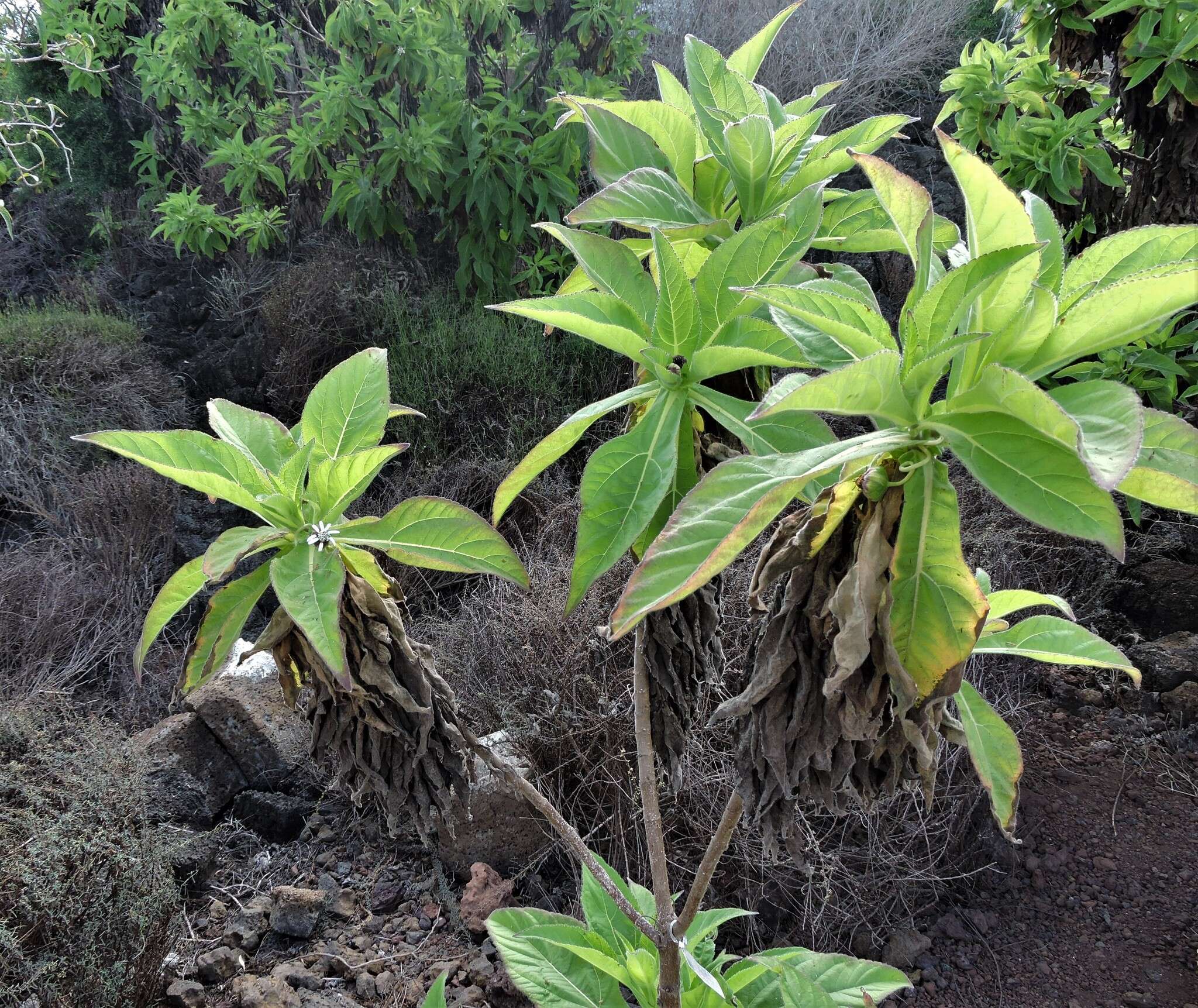 Image de Scalesia affinis subsp. affinis