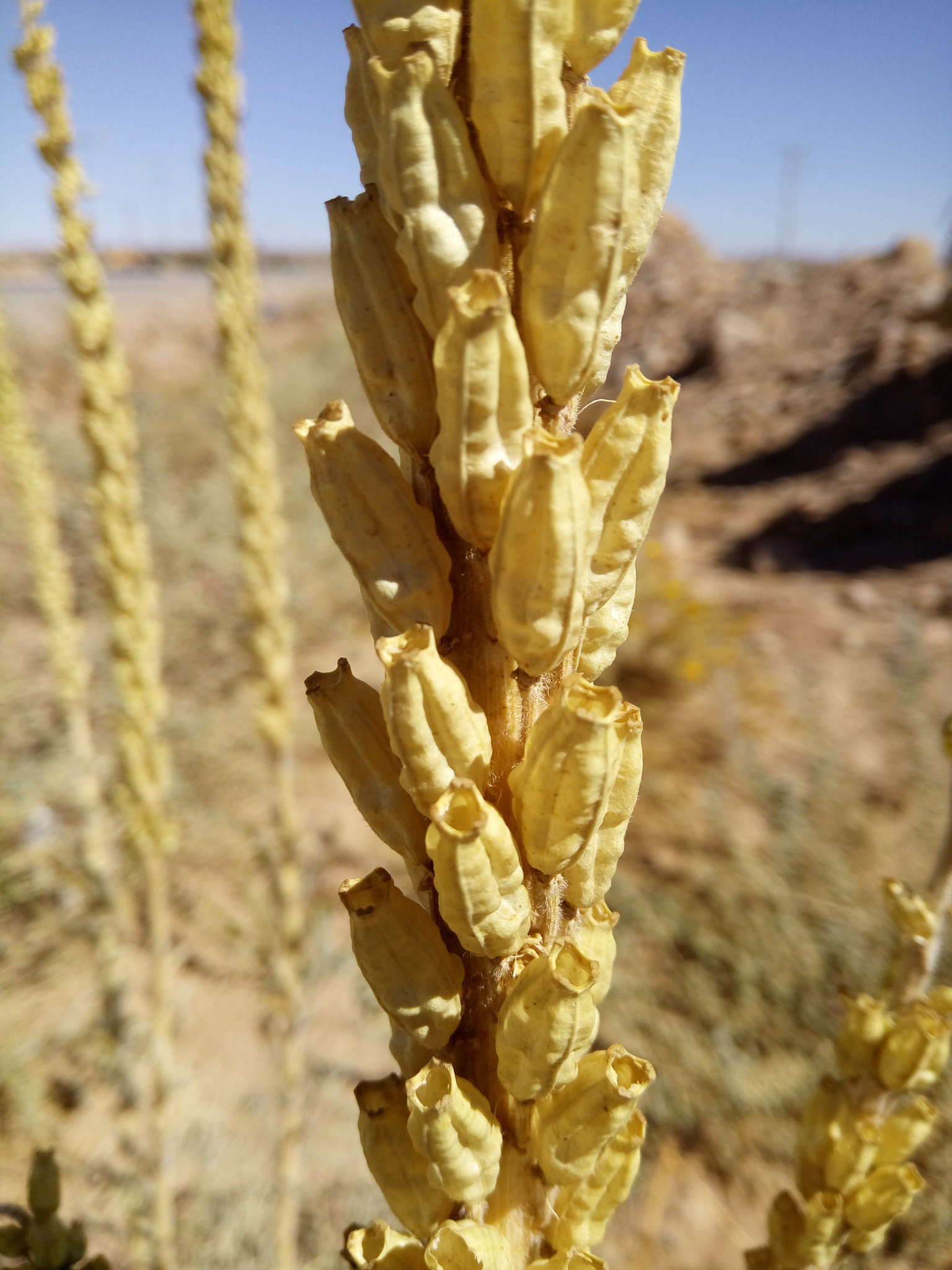 Image of Reseda villosa Coss.