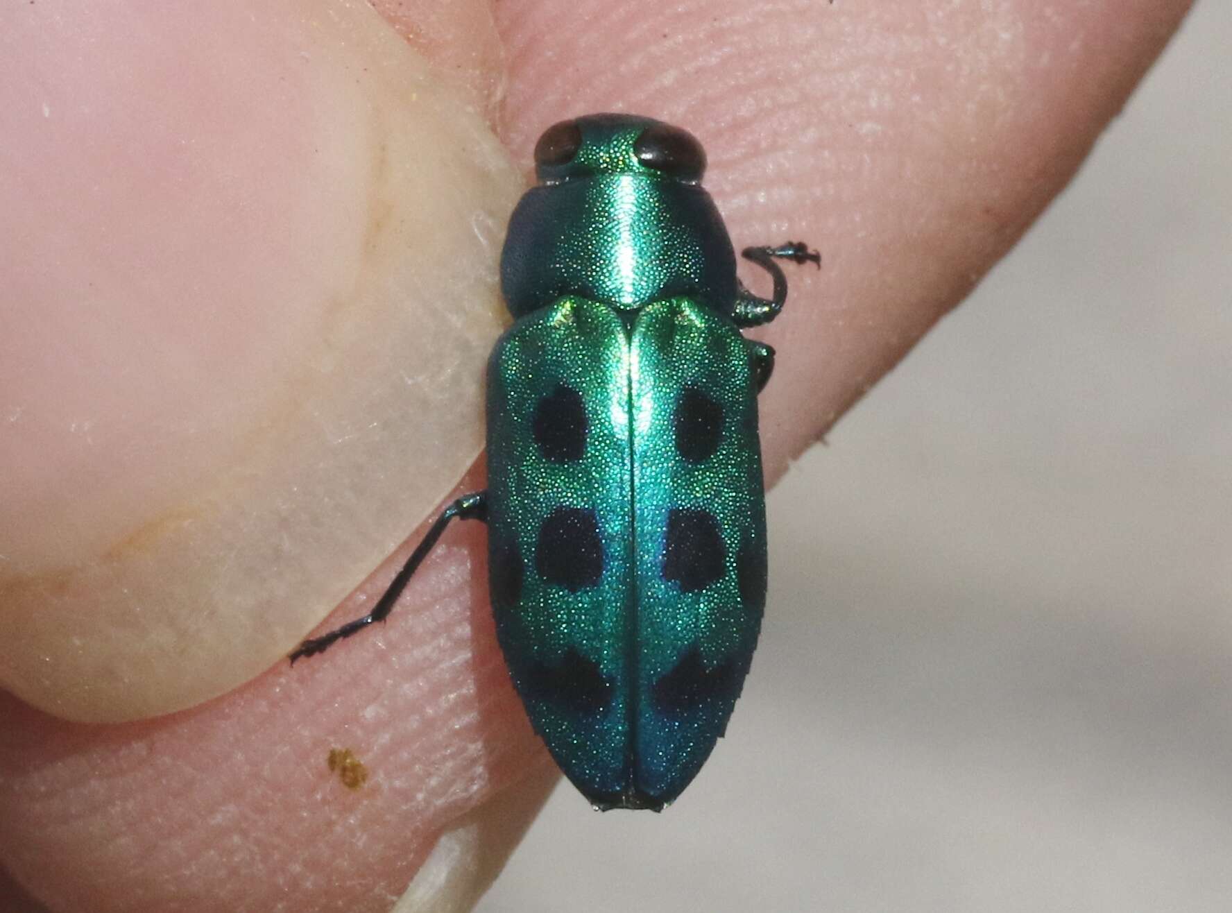 Image of Chrysobothris socialis apache Westcott & Barr 2007