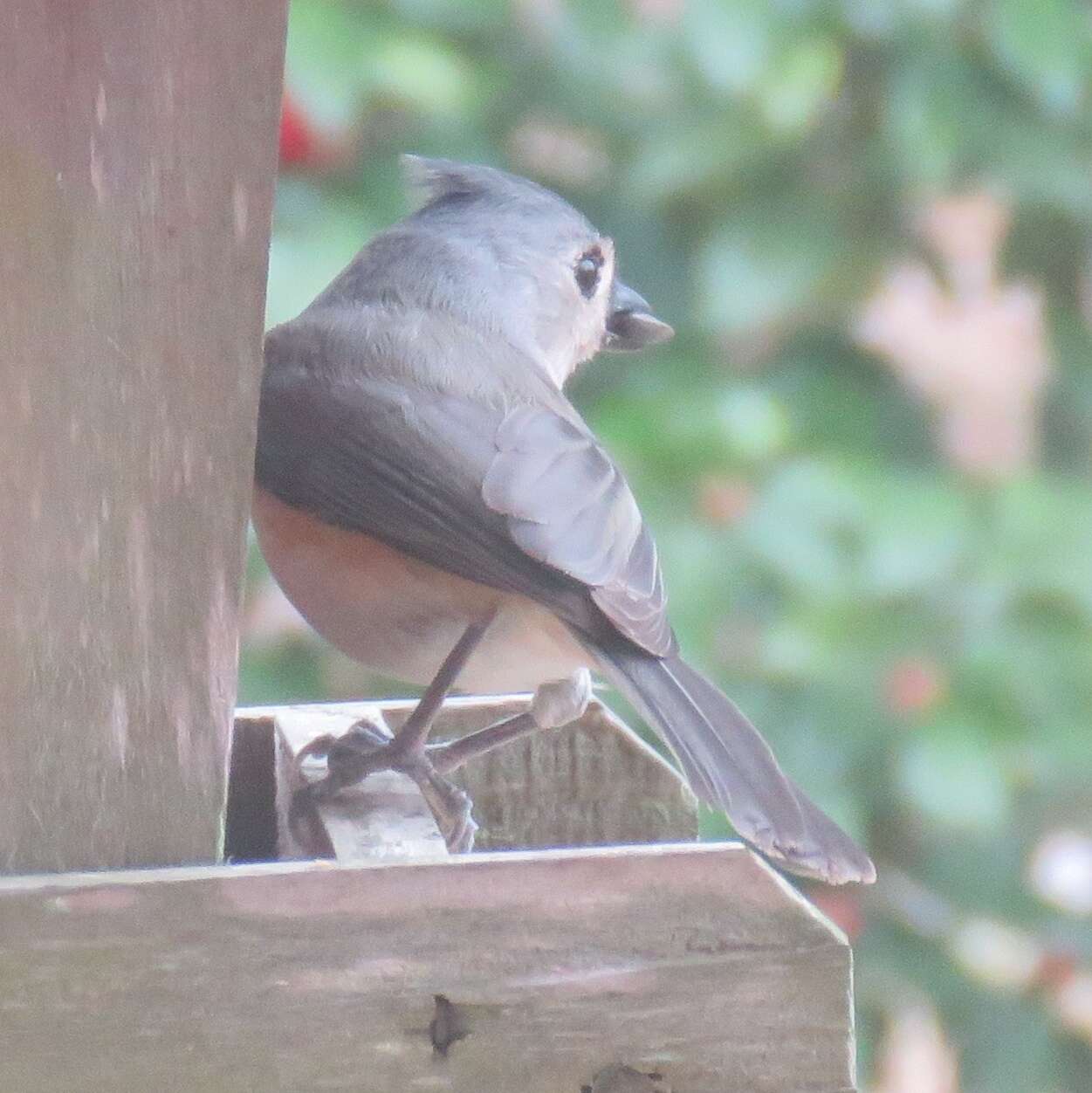 Image of American Titmice