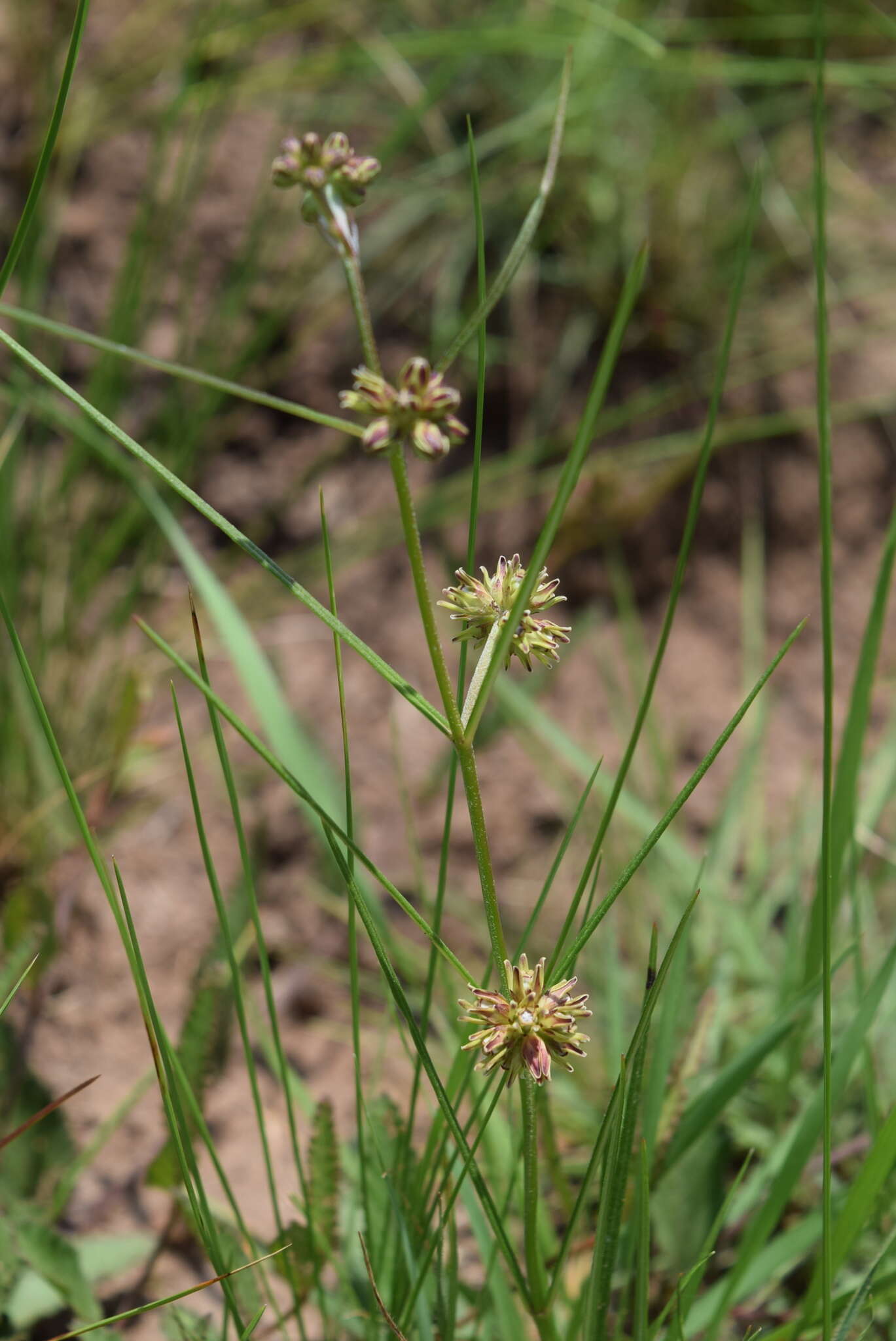 Image of Sisyranthus macer (E. Mey.) Schltr.