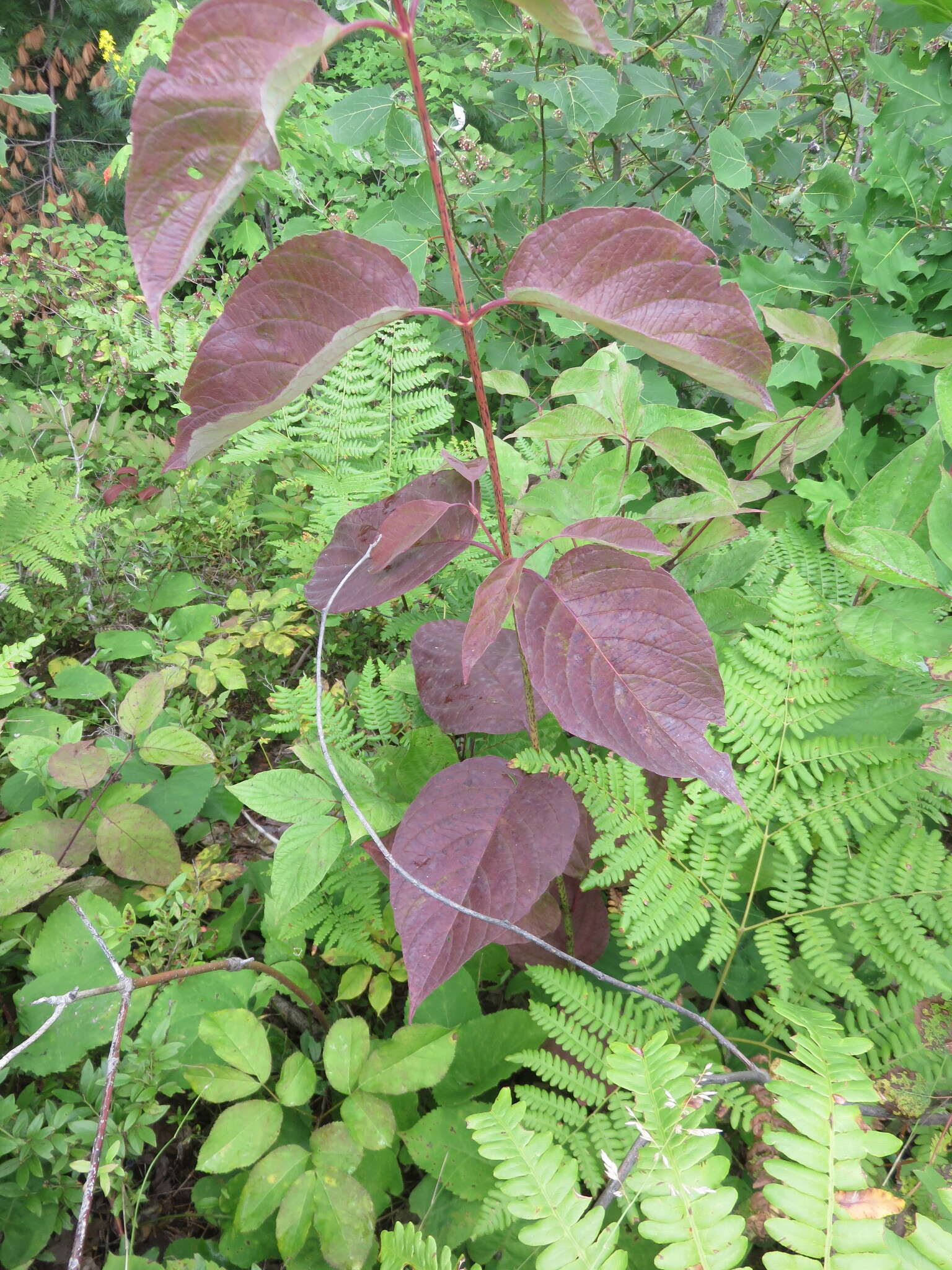 Image of roundleaf dogwood