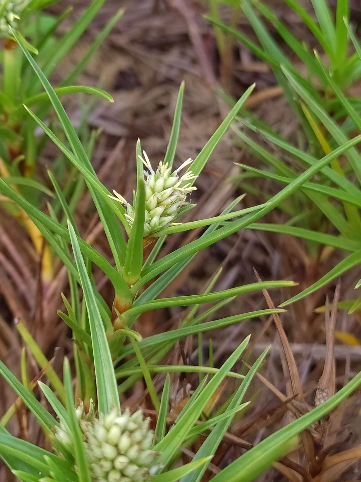 Cyperus pedunculatus (R. Br.) J. Kern的圖片