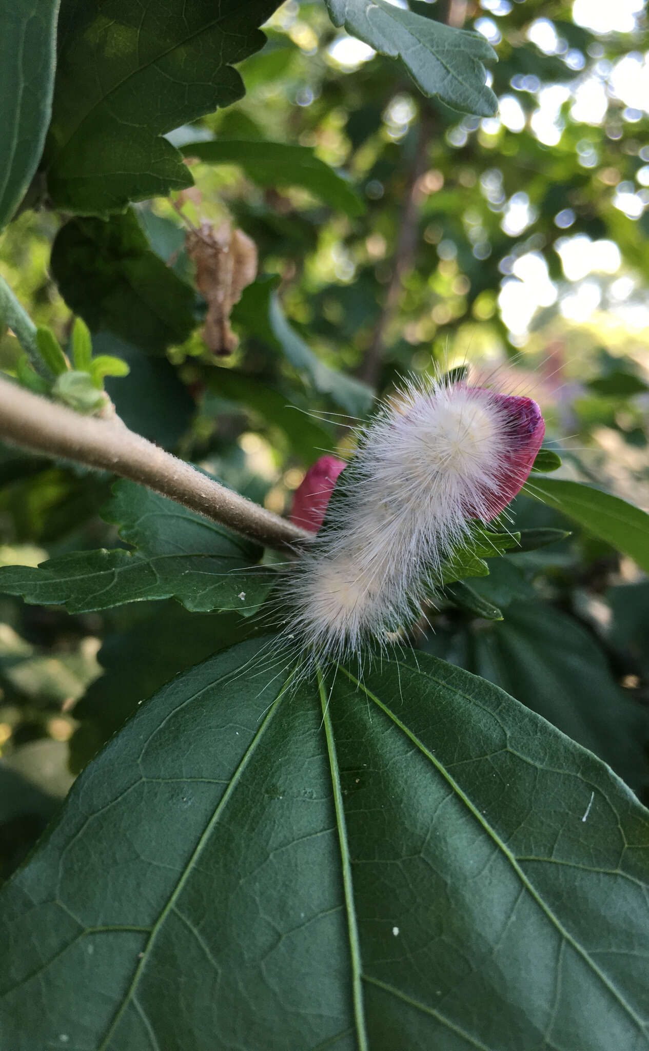 Imagem de Spilosoma virginica Fabricius 1798