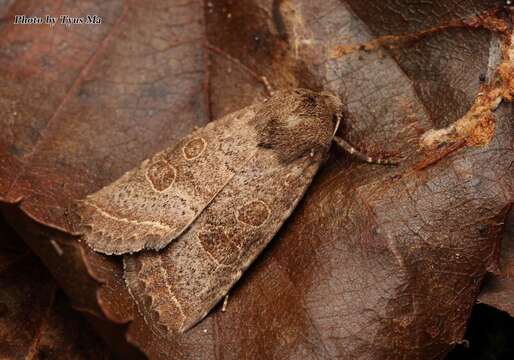 Image of Hoplodrina implacata Wileman & West 1929