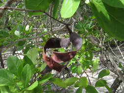 Image of Florida Keys blackbead