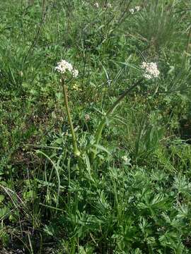 Image of Valeriana dioscoridis Sibth. & Sm.