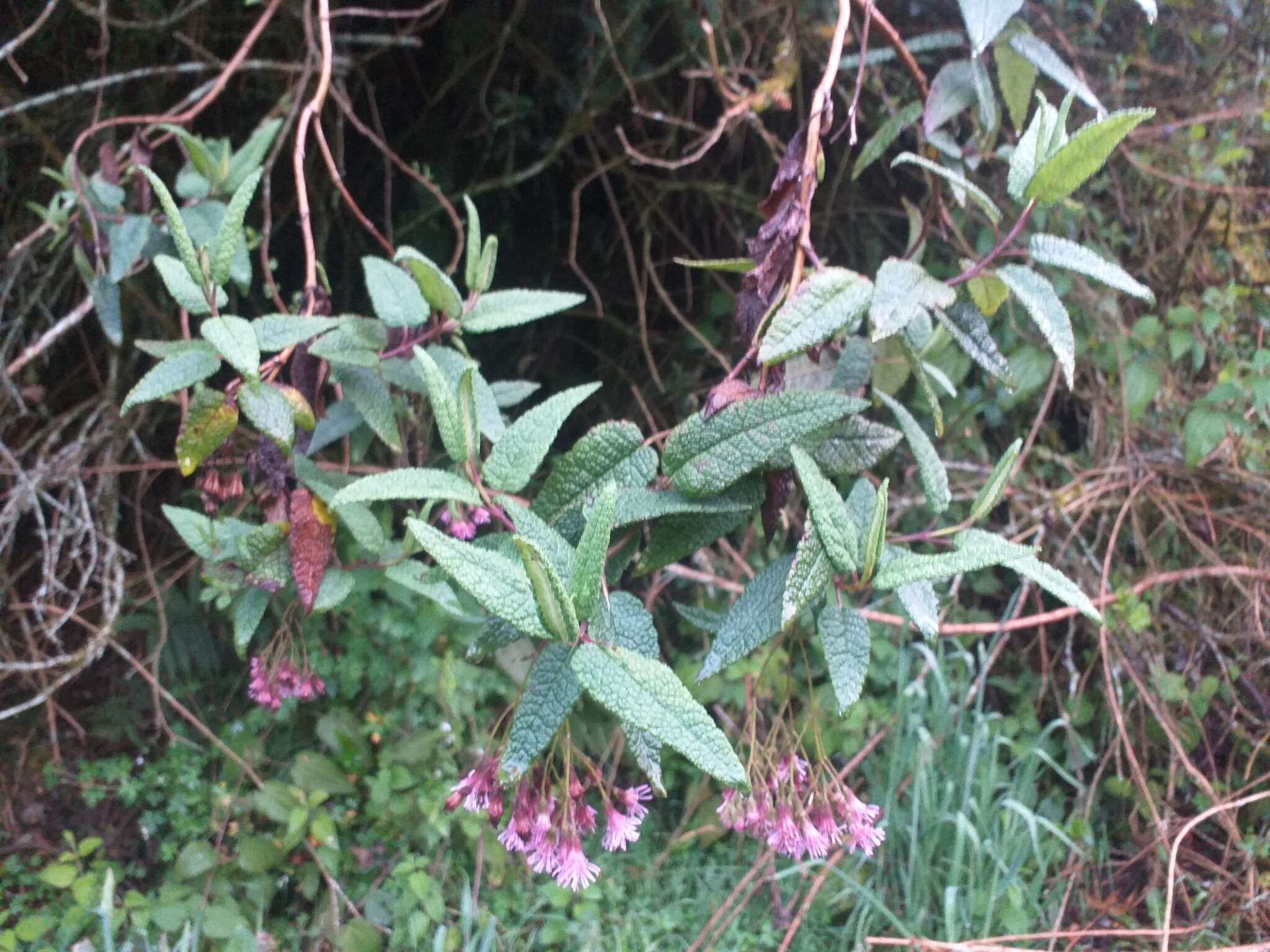 Image of Aristeguietia glutinosa (Lam.) R. King & H. Rob.