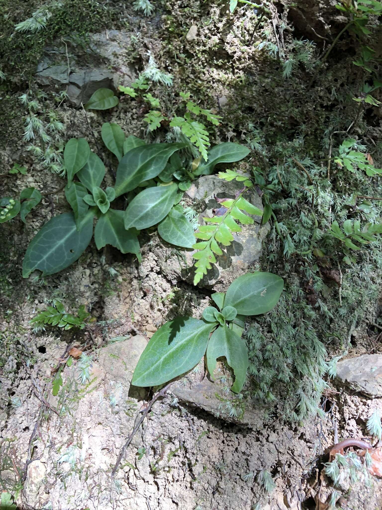 Image of Swertia shintenensis Hayata