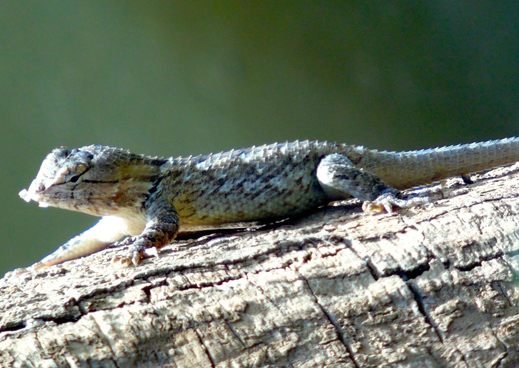 Image of Clark's spiny lizard