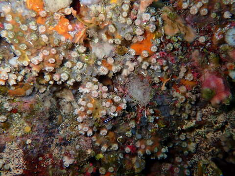 Image of Weymouth Carpet Coral