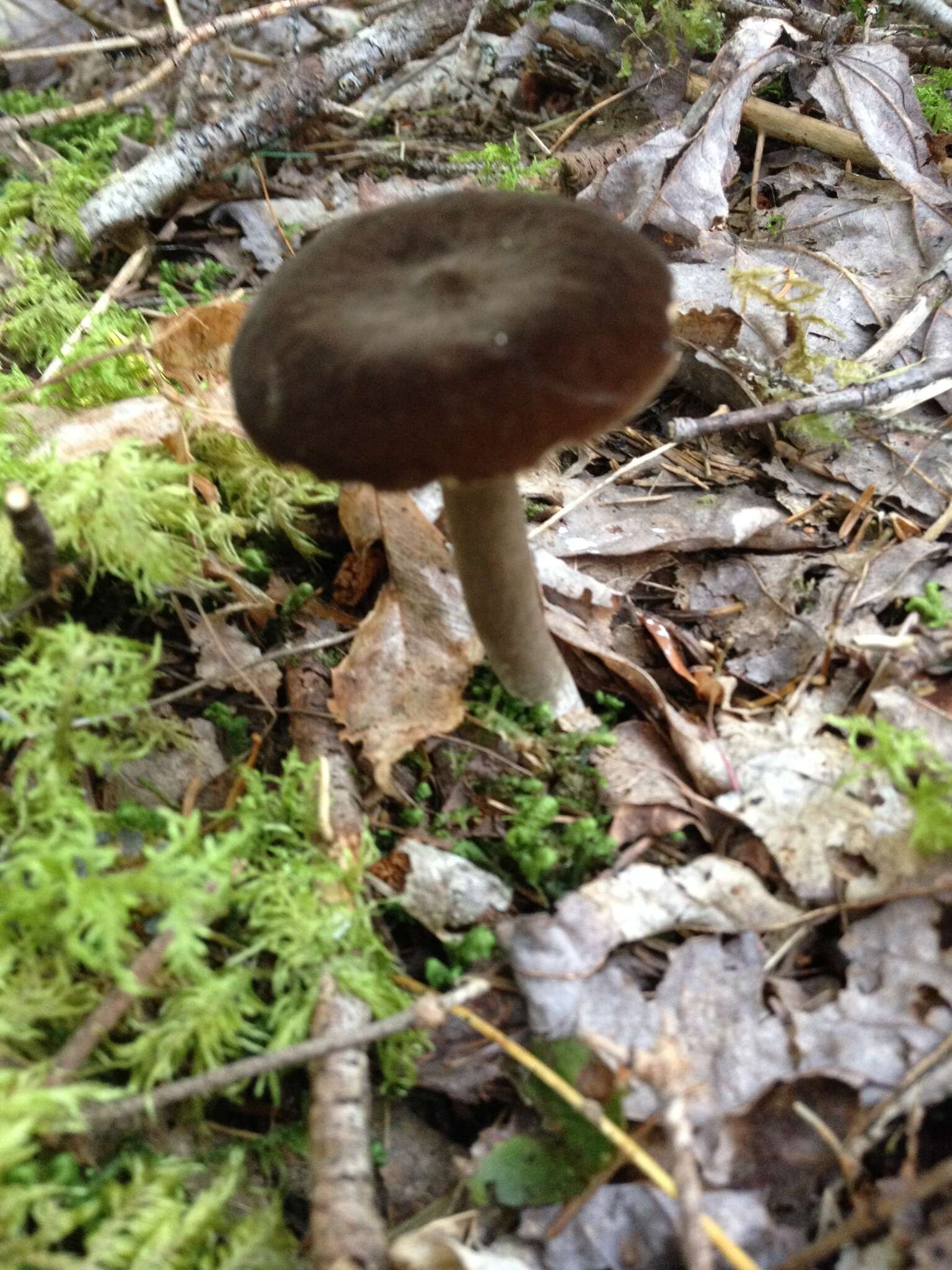 Image of Lactarius lignyotus Fr. 1857