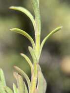 Plancia ëd Penstemon linarioides subsp. sileri (Gray) D. D. Keck