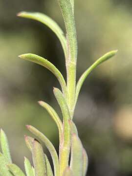 Plancia ëd Penstemon linarioides subsp. sileri (Gray) D. D. Keck